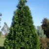 Green Giant Arborvitae - 1 Gallon Pot