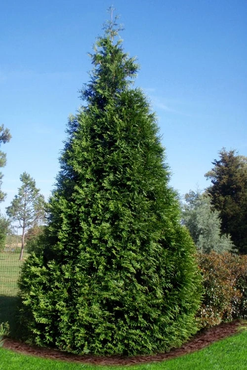 Green Giant Arborvitae - 1 Gallon Pot Green Giant Arborvitae - 1 Gallon Pot -Garden Plants shop thuja green giant arborvitae 101 1