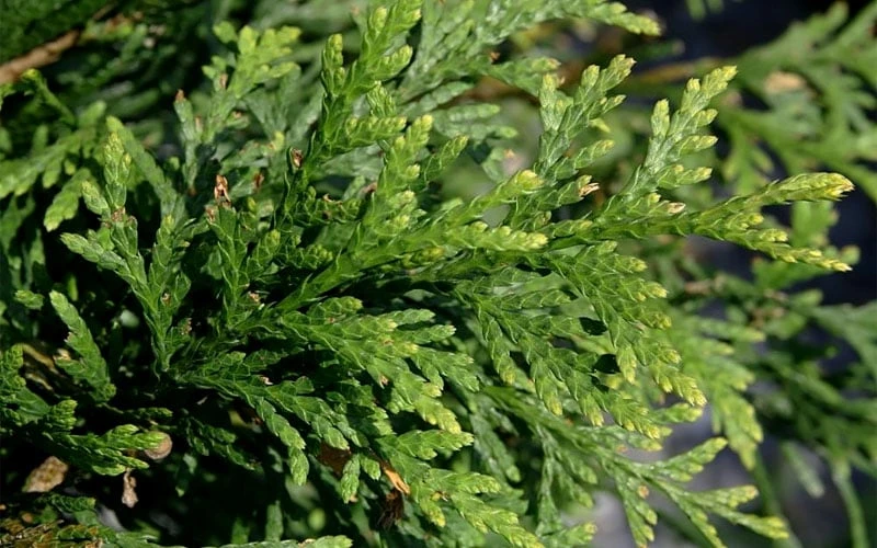 Green Giant Arborvitae - 1 Gallon Pot Green Giant Arborvitae - 1 Gallon Pot -Garden Plants shop thuja green giant arborvitae 102 1