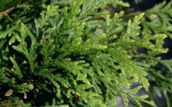 Green Giant Arborvitae - 7 Gallon Pot (5-6') 4 Green Giant Arborvitae - 7 Gallon Pot (5-6') -Garden Plants shop thuja green giant arborvitae 102