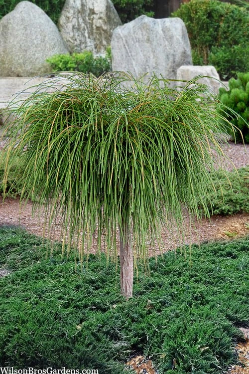 Whipcord Arborvitae (Single Trunk Topiary Tree) - 2 Gallon Pot Whipcord Arborvitae (Single Trunk Topiary Tree) - 2 Gallon Pot -Garden Plants shop thuja plicata whipcord arbirvitae topiary tree 1