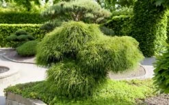 Whipcord Arborvitae - Thuja Plicata 'Whipcord' - 3 Gallon Pot -Garden Plants shop thuja plicata whipcord arborvitae 52