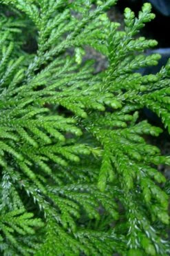 Hiba Arborvitae (Thujopsis Dolabrata) - 3 Gallon Pot -Garden Plants shop thujopsis dolabrata hiba arborvitae 10