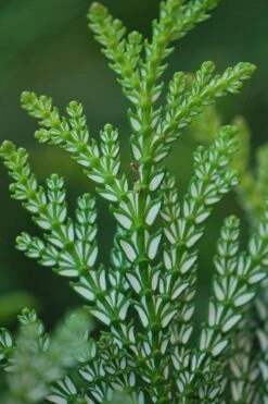 Hiba Arborvitae (Thujopsis Dolabrata) - 3 Gallon Pot -Garden Plants shop thujopsis dolabrata hiba arborvitae 5