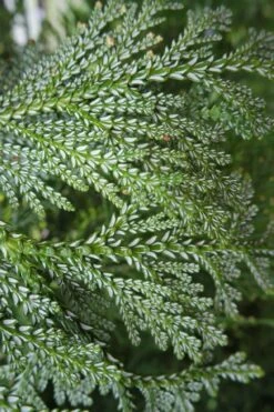 Hiba Arborvitae (Thujopsis Dolabrata) - 3 Gallon Pot -Garden Plants shop thujopsis dolabrata hiba arborvitae 7