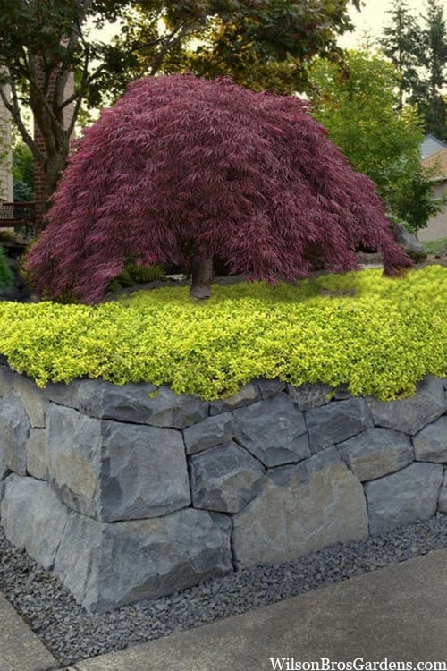 Archers Gold Lemon Thyme - Thymus citriodorus - 10 Pack of Pint Pots Archers Gold Lemon Thyme - Thymus Citriodorus - 10 Pack Of Pint Pots -Garden Plants shop thymus archers gold 100