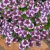 Caborn Wine & Roses Creeping Thyme - 5 Pack Of Quart Pots