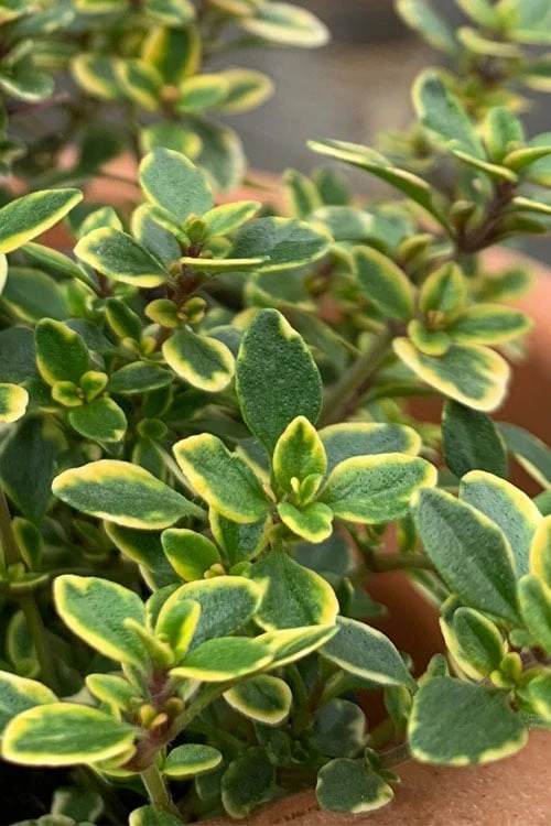 Golden Lemon Thyme - Thymus citriodorus 'Aurea') - 5 Pack of Quart Pots Golden Lemon Thyme - Thymus Citriodorus 'Aurea') - 5 Pack Of Quart Pots -Garden Plants shop thymus citriodorus golden lemon thyme 1