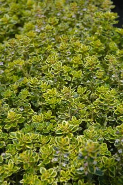 Golden Lemon Thyme - Thymus Citriodorus 'Aurea') - 5 Pack Of Quart Pots 3 Golden Lemon Thyme - Thymus Citriodorus 'Aurea') - 5 Pack Of Quart Pots -Garden Plants shop thymus citriodorus golden lemon thyme 3