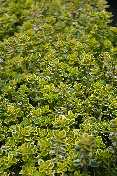 Golden Lemon Thyme - Thymus citriodorus 'Aurea') - 5 Pack of Quart Pots Golden Lemon Thyme - Thymus Citriodorus 'Aurea') - 5 Pack Of Quart Pots -Garden Plants shop thymus citriodorus golden lemon thyme 3