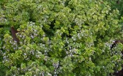 Golden Lemon Thyme - Thymus Citriodorus 'Aurea') - 5 Pack Of Quart Pots 4 Golden Lemon Thyme - Thymus Citriodorus 'Aurea') - 5 Pack Of Quart Pots -Garden Plants shop thymus citriodorus golden lemon thyme 4