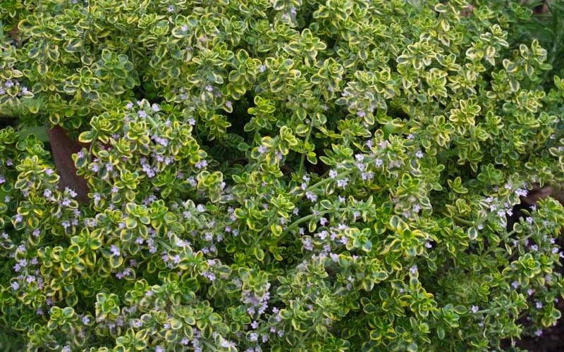 Golden Lemon Thyme - Thymus citriodorus 'Aurea') - 5 Pack of Quart Pots Golden Lemon Thyme - Thymus Citriodorus 'Aurea') - 5 Pack Of Quart Pots -Garden Plants shop thymus citriodorus golden lemon thyme 4