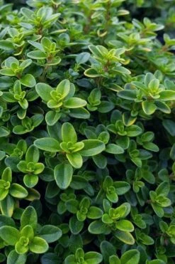 Lemon Creeping Thyme - 6 Pack Of Pint Pots -Garden Plants shop thymus citrriodorus lemon thyme 1 1