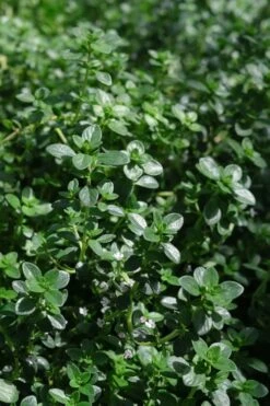 Lemon Creeping Thyme - 5 Pack Of Quart Pots -Garden Plants shop thymus citrriodorus lemon thyme 2