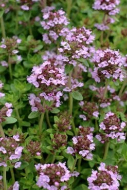 Lemon Creeping Thyme - 6 Pack Of Pint Pots