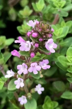 Lemon Creeping Thyme - 5 Pack Of Quart Pots -Garden Plants shop thymus citrriodorus lemon thyme 5