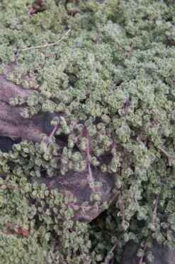 Woolly Creeping Thyme (Thymus Lanuginosis) - 6 Pack Of Pint Pots -Garden Plants shop thymus lanuginosis wooly thyme 11 1