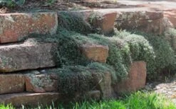 Woolly Creeping Thyme (Thymus Lanuginosis) - 5 Pack Of Pint Pots -Garden Plants shop thymus lanuginosis wooly thyme 4