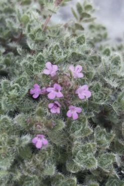 Woolly Creeping Thyme (Thymus Lanuginosis) - 6 Pack Of Pint Pots -Garden Plants shop thymus lanuginosis wooly thyme 5 1