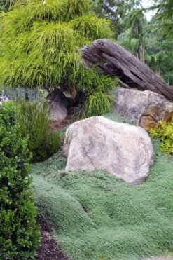 Woolly Creeping Thyme (Thymus Lanuginosis) - 5 Pack Of Pint Pots -Garden Plants shop thymus lanuginosis wooly thyme 8