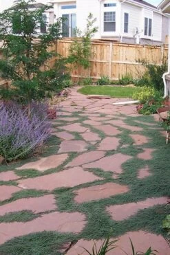 Woolly Creeping Thyme (Thymus Lanuginosis) - 6 Pack Of Pint Pots -Garden Plants shop thymus lanuginosis wooly thyme 9 1