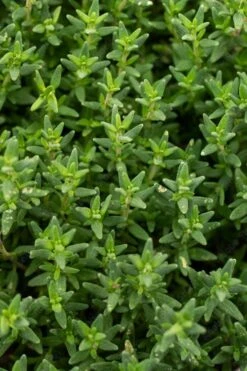 English Thyme (Thymus Vulgaris) - 6 Pack Of Pint Pots 4 English Thyme (Thymus Vulgaris) - 6 Pack Of Pint Pots -Garden Plants shop thymus vulgaris english thyme 2