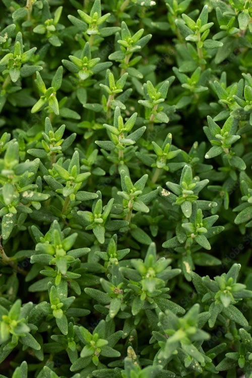 English Thyme (Thymus vulgaris) - 6 Pack of Pint Pots English Thyme (Thymus Vulgaris) - 6 Pack Of Pint Pots -Garden Plants shop thymus vulgaris english thyme 2