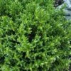 English Thyme (Thymus Vulgaris) - 6 Pack Of Pint Pots