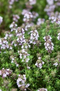 English Thyme (Thymus Vulgaris) - 6 Pack Of Pint Pots 3 English Thyme (Thymus Vulgaris) - 6 Pack Of Pint Pots -Garden Plants shop thymus vulgaris english thyme 4