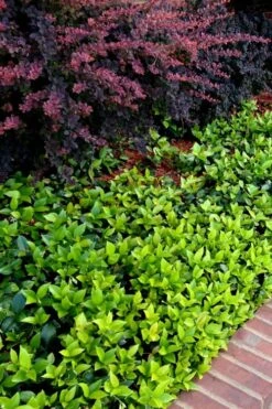 Asian Jasmine - Asiatic Jasmine - 6 Pack Of Pint Pots -Garden Plants shop trachelospermum asiaticum asian jasmine 2