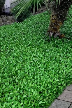 Asian Jasmine - Asiatic Jasmine - 6 Pack Of Pint Pots -Garden Plants shop trachelospermum asiaticum asian jasmine 3