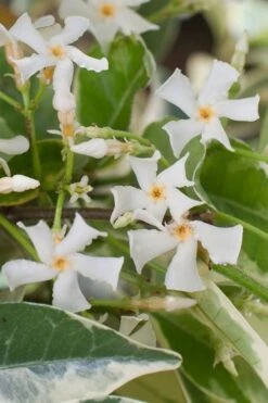 Variegated Confederate Jasmine - Trachelospermum Jasminoides - 6 Pack Of 1 Gallon Pots -Garden Plants shop trachelospermum jasminoides variegatum confederate jasmine 1 1