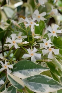 Variegated Confederate Jasmine - Trachelospermum Jasminoides - 3 Gallon Pot -Garden Plants shop trachelospermum jasminoides variegatum confederate jasmine 2