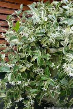 Variegated Confederate Jasmine - Trachelospermum Jasminoides - 3 Gallon Pot