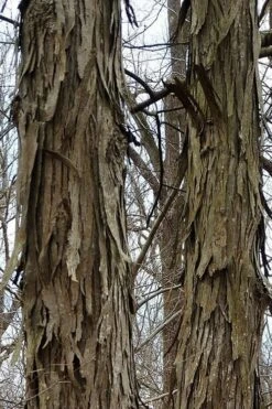 Shagbark Hickory Tree (Carya Ovata) - 3 Gallon Pot -Garden Plants shop tree hickory shagbark 500x750 1