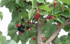 Red Mulberry Tree (Morus Rubra) - 3 Gallon Pot -Garden Plants shop tree red mulberry 2 800x500 1