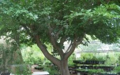 Red Mulberry Tree (Morus Rubra) - 3 Gallon Pot -Garden Plants shop tree red mulberry 3 800x500 1