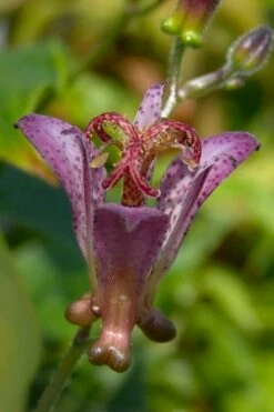 Gilt Edge Toad Lily (Tricyrtis Formosana) - 1 Gallon Pot 7 Gilt Edge Toad Lily (Tricyrtis Formosana) - 1 Gallon Pot -Garden Plants shop tricyrtis formosana gilt edge 5
