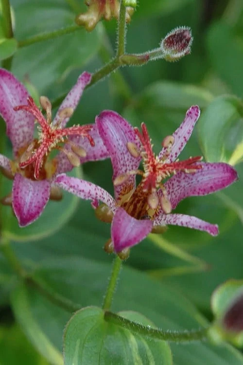 Gilt Edge Toad Lily (Tricyrtis formosana) - 1 Gallon Pot Gilt Edge Toad Lily (Tricyrtis Formosana) - 1 Gallon Pot -Garden Plants shop tricyrtis formosana gilt edge 6