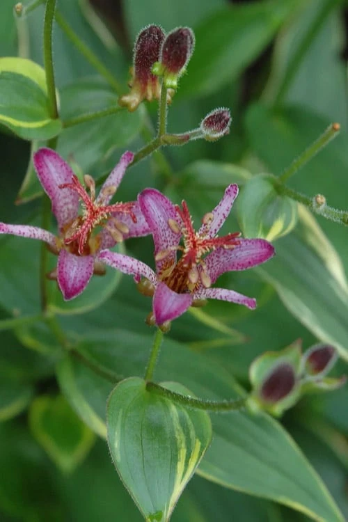 Gilt Edge Toad Lily (Tricyrtis formosana) - 1 Gallon Pot Gilt Edge Toad Lily (Tricyrtis Formosana) - 1 Gallon Pot -Garden Plants shop tricyrtis formosana gilt edge 7