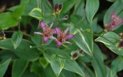Gilt Edge Toad Lily (Tricyrtis Formosana) - 1 Gallon Pot 6 Gilt Edge Toad Lily (Tricyrtis Formosana) - 1 Gallon Pot -Garden Plants shop tricyrtis formosana gilt edge 8