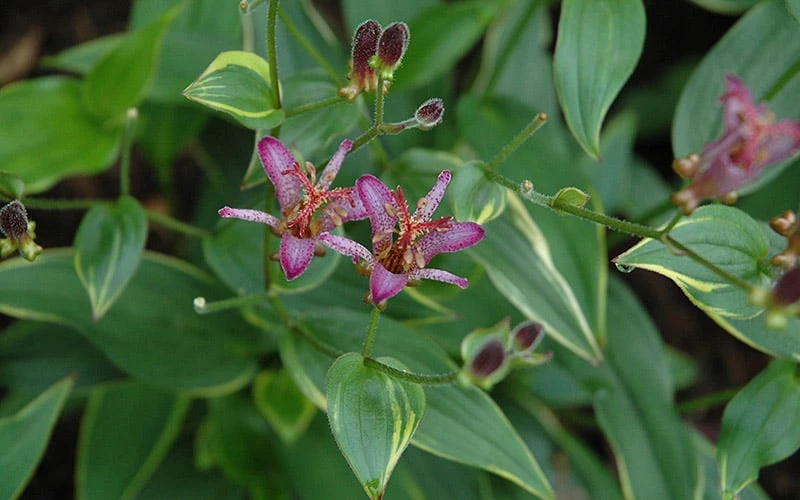Gilt Edge Toad Lily (Tricyrtis formosana) - 1 Gallon Pot Gilt Edge Toad Lily (Tricyrtis Formosana) - 1 Gallon Pot -Garden Plants shop tricyrtis formosana gilt edge 8