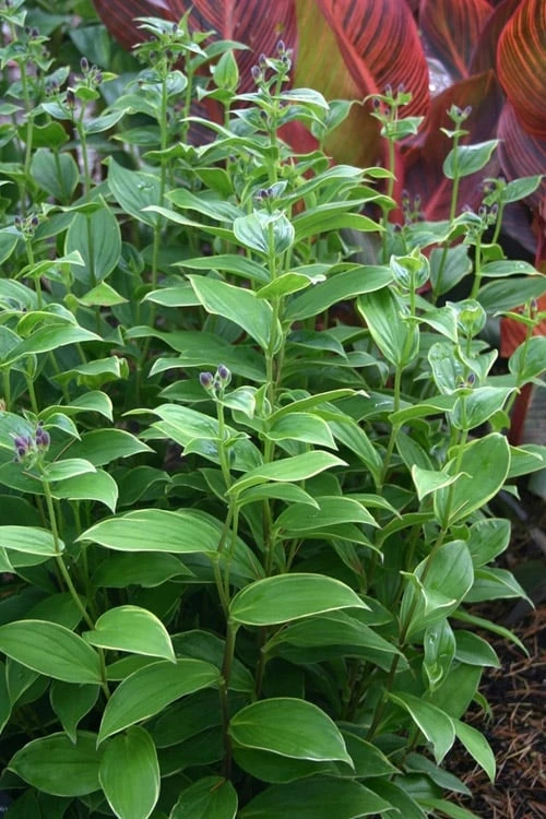 Gilt Edge Toad Lily (Tricyrtis formosana) - 1 Gallon Pot Gilt Edge Toad Lily (Tricyrtis Formosana) - 1 Gallon Pot -Garden Plants shop tricyrtis formosana gilt edge 9