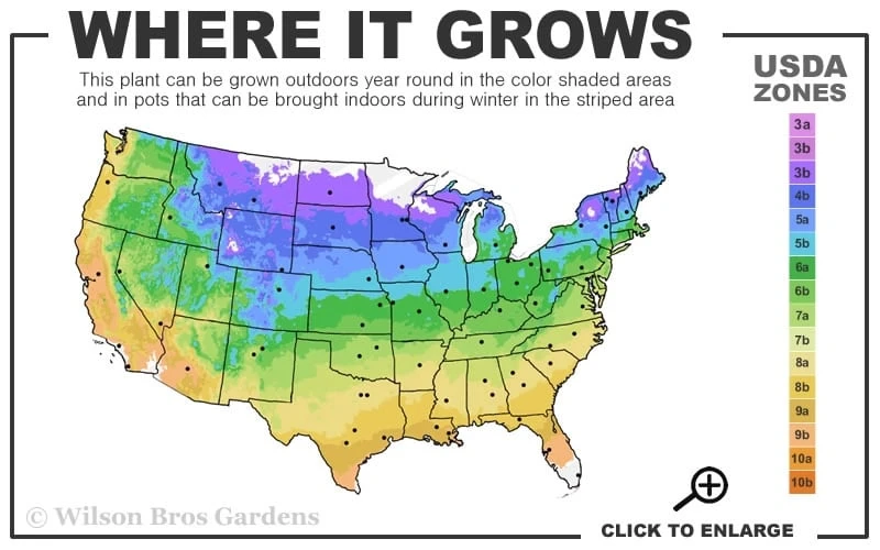 Bourbon Clematis - 1 Gallon Pot Bourbon Clematis - 1 Gallon Pot -Garden Plants shop usda zone map 24