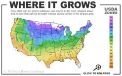 Dr. Ruppel Clematis - 1 Gallon Pot -Garden Plants shop usda zone map 41