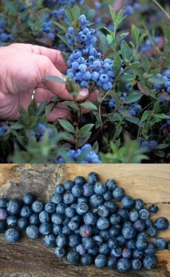 Wild Lowbush Blueberry Plant - 1 Gallon -Garden Plants shop vaccinium angustifolium low bush blueberry 10
