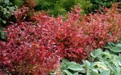 Wild Lowbush Blueberry Plant - 1 Gallon -Garden Plants shop vaccinium angustifolium low bush blueberry 2