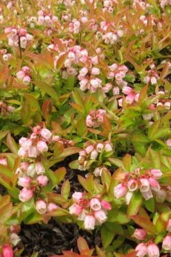 Wild Lowbush Blueberry Plant - 1 Gallon -Garden Plants shop vaccinium angustifolium low bush blueberry 4
