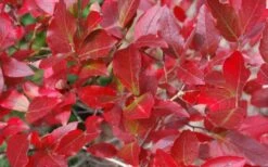 Wild Lowbush Blueberry Plant - 1 Gallon -Garden Plants shop vaccinium angustifolium low bush blueberry 6