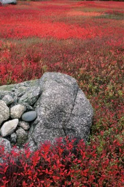 Wild Lowbush Blueberry Plant - 1 Gallon -Garden Plants shop vaccinium angustifolium low bush blueberry 7